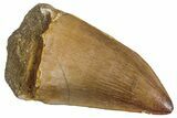 Gorgeous Fossil Mosasaur (Prognathodon) Tooth - Morocco #286364-1